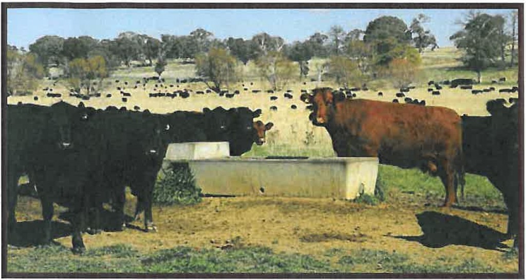 Concrete Cattle Stock Troughs Irrigation Direct